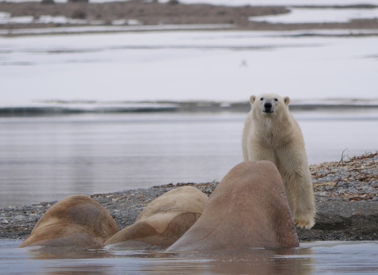 그린피스 북극곰 : 북극곰 가족의 집을 지켜주세요! (정기후원 신청했어요:))