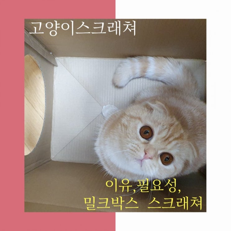  고양이  스크래쳐-스크래칭 이유,필요성, 밀크박스 스크래쳐