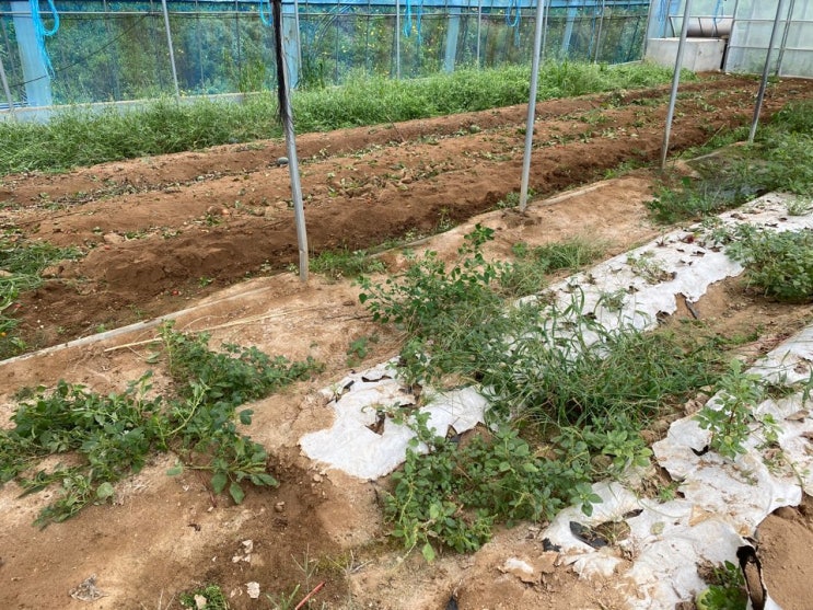  하우스 환경정리 및 종이멀칭 후기