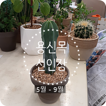  용신목 키우기 #1 용신목 선인장 성장일지, 저면관수로 물주기, 자구가 나오는 용신목이 따로 있다?