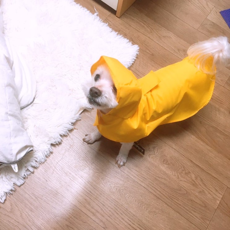 우리집 귀염둥이 반려견~겨울이우비입었어요^^