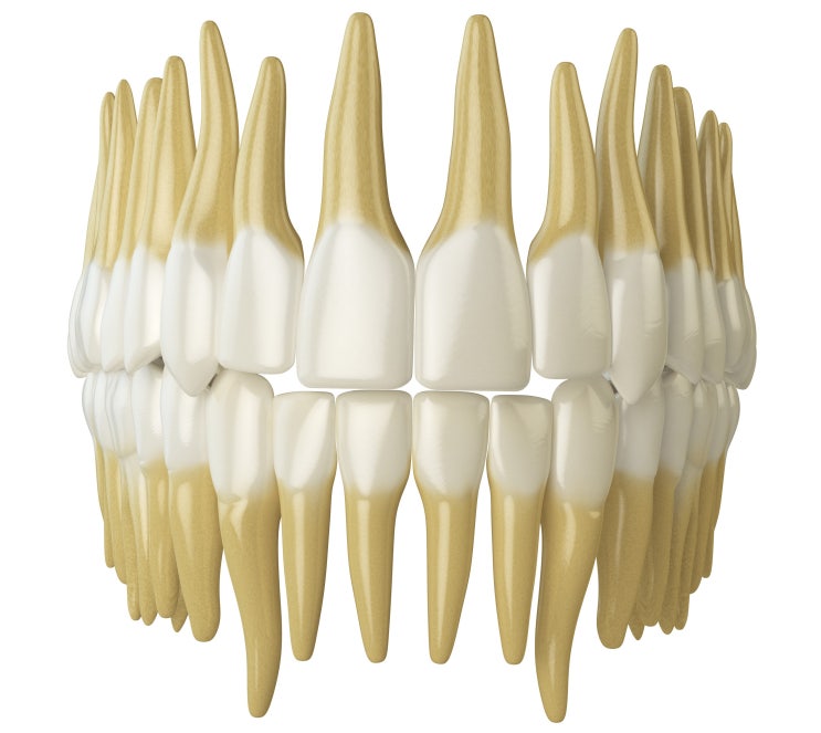 [인창동치과] 치아의 종류와 역할