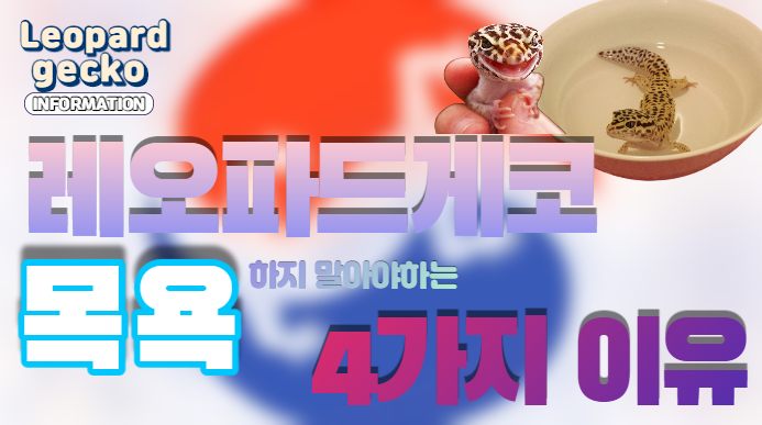  |ZKR| 레오파드게코, 목욕(온욕) 하지 말아야 하는 4가지 이유