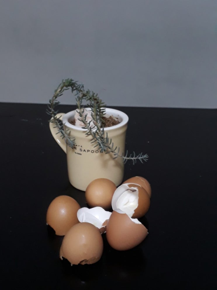 달걀 껍질에 대해 알아 보았어요.
