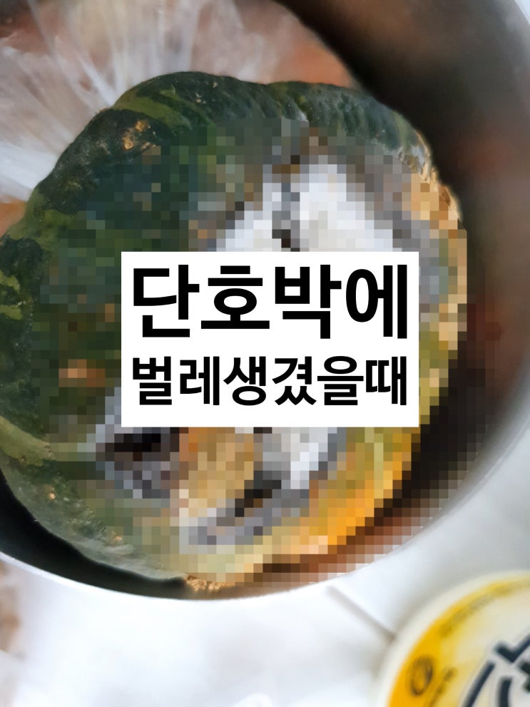 미니 단호박 (보우짱) 보관법과 버터발라 먹는법