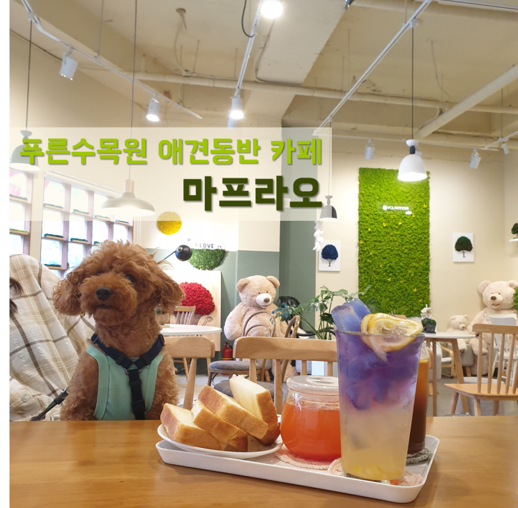 푸른수목원 근처 애견동반카페 / 마프라오 : 천연이끼의 푸른 분위기가 힐링되는 곳