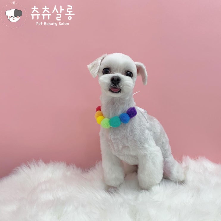  [부산북구애견미용 츄츄살롱]구포애견미용,덕천애견미용,화명애견미용,만덕애견미용,부산오픈애견미용,부산애견미용잘하는곳,부산애견미용추천,부산말티미용,부산북구말티미용,부산북구말티즈미용,말티