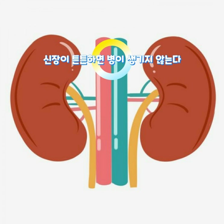 신장이 튼튼하면 병이 생기지 않는다 신장이 튼튼하면 병이 생기지 않는다