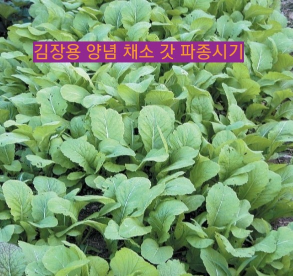  김장용 양념채소 갓,쪽파 파종시기