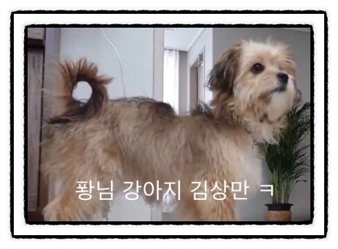  헌터퐝 군소 유튜버님의 연가시와 강아지 상만이