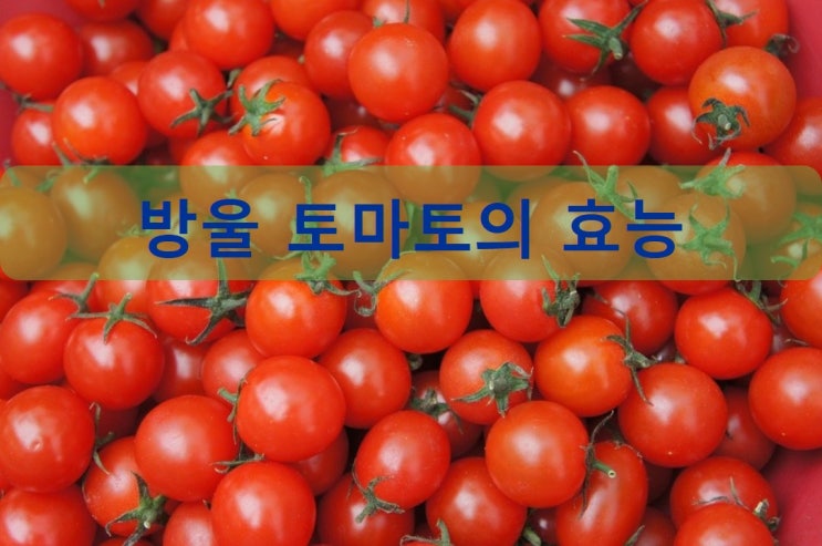  방울 토마토의 효능에 대하여