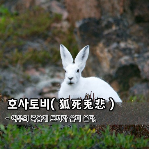  狐死兎悲(호사토비)