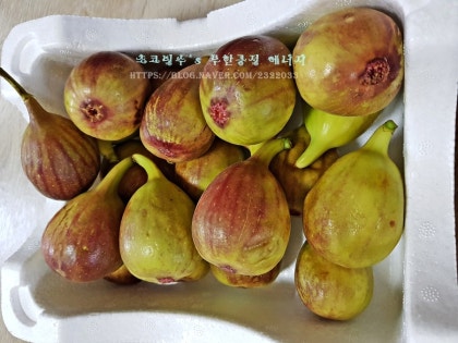 무화과 고르는법, 보관방법, 씻는법 부터 무화과 칼로리/효능 까지 : 네이버 블로그 무화과 고르는법, 보관방법, 씻는법 부터 무화과 칼로리/효능 까지 : 네이버 블로그