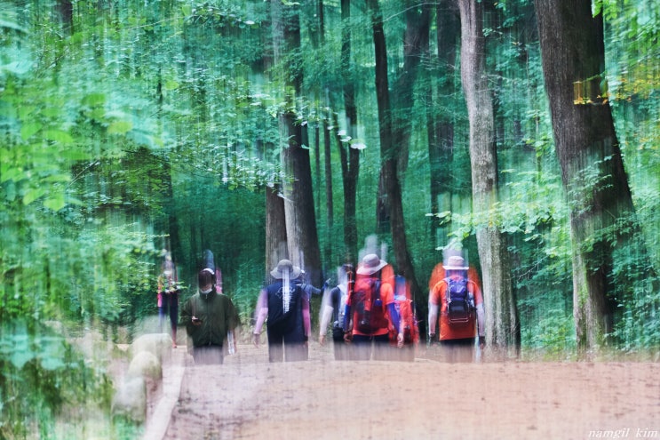 교통약자도 쉽게 둘러볼 수 있는 오대산전나무숲 무장애 탐방로