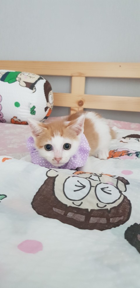  [입양완료]체다야 잘살아야해