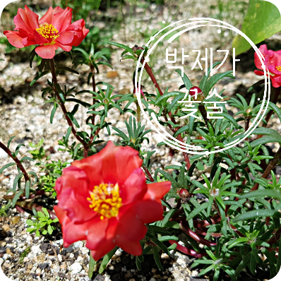  박제가 한시 "꽃술"/ 朴齊家 漢詩 "爲人賦嶺花"