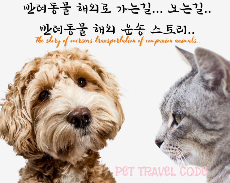  [코로나19심각단계] 반려동물해외운송 고양이검역 출국 서비스
