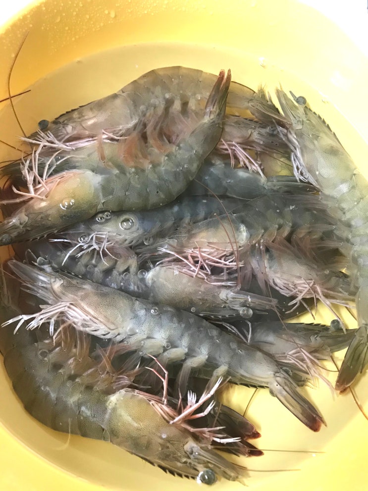 요즘 새우가 제철이구만 요즘 새우가 제철이구만