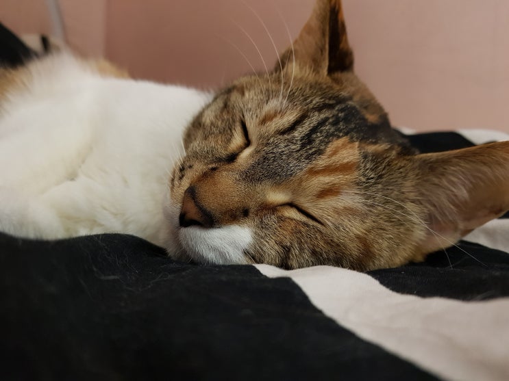 고양이 헤어볼 토 헛구역질에 좋은 캣그라스