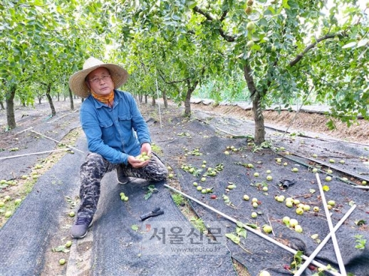 “재해보험 가입도 안 되는 사과대추, 정부도 뒷짐… 우리만 죽어라 죽어라” “재해보험 가입도 안 되는 사과대추, 정부도 뒷짐… 우리만 죽어라 죽어라”