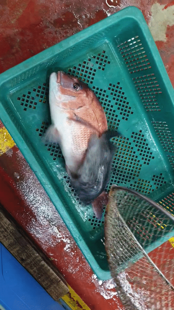 싱싱한 해산물 한가득! 강서수산시장 고흥수산 회 구매 후기