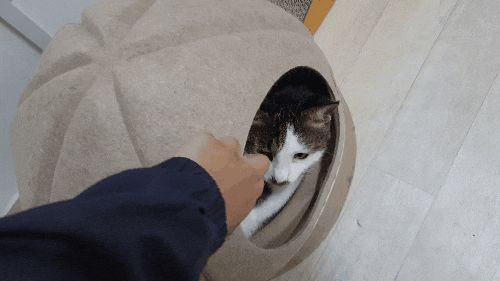  고양이숨숨집이 필요한 이유.gif