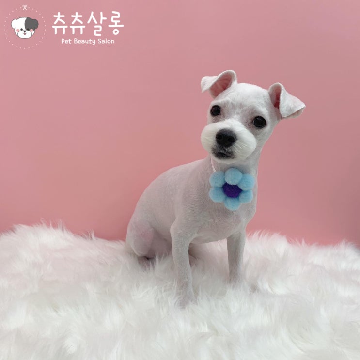 부산북구애견미용:츄츄살롱/북구애견미용/덕천애견미용/화명동애견미용/구포애견미용/만덕애견미용/부산애견미용추천/부산애견미용잘하는곳/말티즈미용/부산말티즈미용잘하는곳/부산북구말티즈미용 부산북구애견미용:츄츄살롱/북구애견미용/덕천애견미용/화명동애견미용/구포애견미용/만덕애견미용/부산애견미용추천/부산애견미용잘하는곳/말티즈미용/부산말티즈미용잘하는곳/부산북구말티즈미용