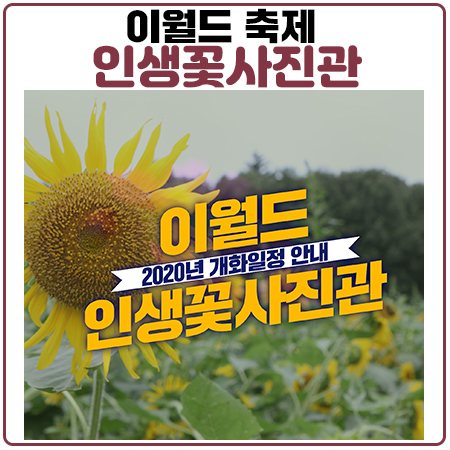 이월드인생꽃사진관 핑크뮬리 해바라기랑 인생샷 남기기 이월드인생꽃사진관 핑크뮬리 해바라기랑 인생샷 남기기