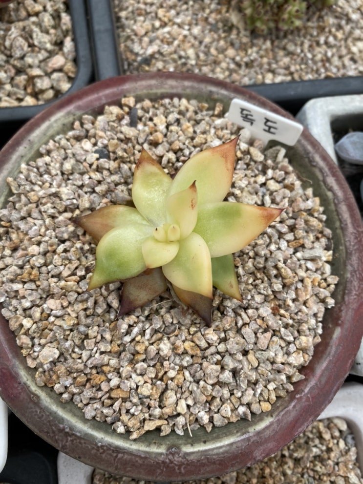  독도가 떠나려...
