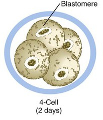  세번째 시도! 배란 2일차 (임신2주 2일) 놀랍도록 아무 일도 없었다.