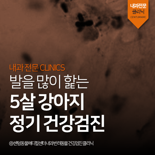  [강아지전문진료] 강아지 정기적인 건강검진 (피부염, 지간염)