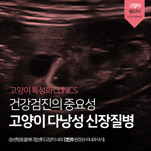 [고양이전문진료] 고양이 다낭성 신장 질병 (SDMA, 콩팥 평가, 낭종)