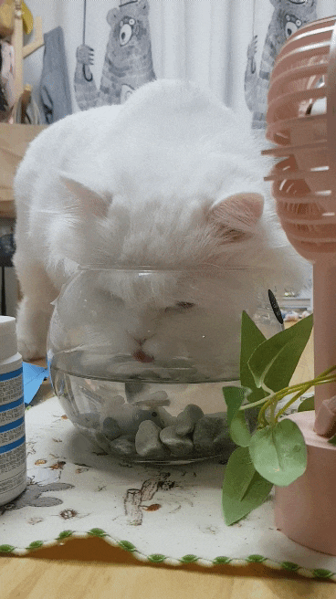  고양이가 어항물을 마셔요.