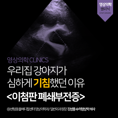  [심장전문진료] 강아지 이첨판 폐쇄부전증 (노령견 기침, 기관허탈)