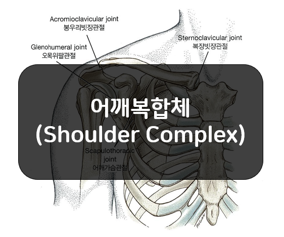어깨복합체(shoulder complex)의 뼈와 관절!!