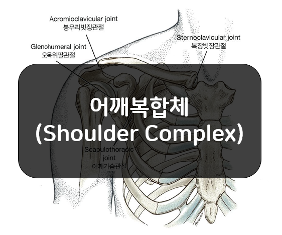  어깨복합체(shoulder complex)의 뼈와 관절!!