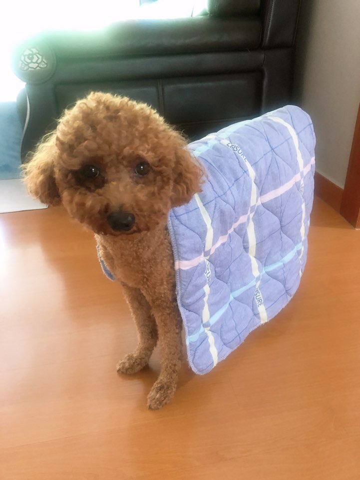  보리의 일상