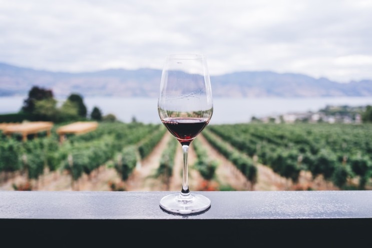 비건 와인 | 칠레 식물성 와인