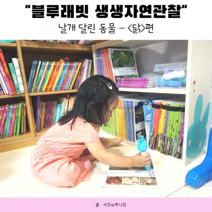  달걀,병아리,닭 15개월 아기 블루래빗 자연관찰로 홈스쿨링 중~