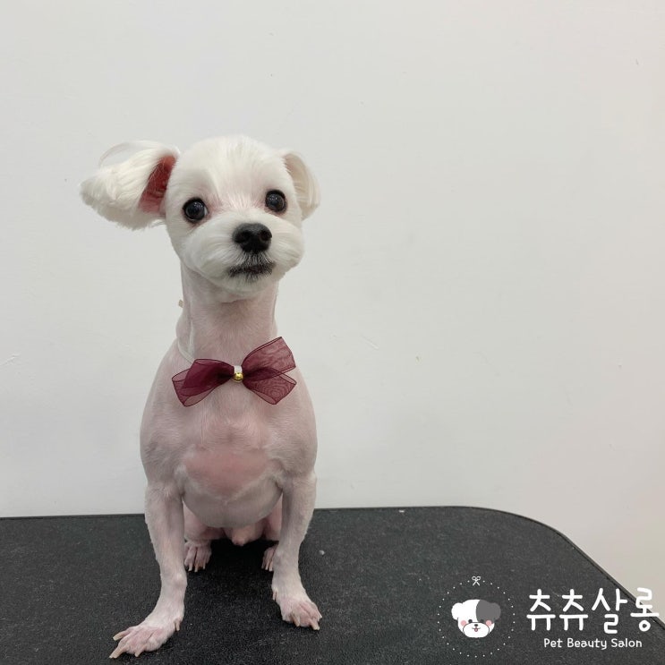 츄츄살롱[부산북구애견미용/부산북구말티/구포말티즈/덕천말티즈/화명동말티즈/북구말티즈/덕천애견미용/만덕애견미용/만덕말티즈/구포애견미용/화명동애견미용/북구애견미용/부산북구애견미용/말티즈 츄츄살롱[부산북구애견미용/부산북구말티/구포말티즈/덕천말티즈/화명동말티즈/북구말티즈/덕천애견미용/만덕애견미용/만덕말티즈/구포애견미용/화명동애견미용/북구애견미용/부산북구애견미용/말티즈