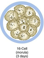  세번째 시도! 배란 3일차 (임신2주 3일) 이것이 임신이 아니라면 무엇이 임신이니나노~!