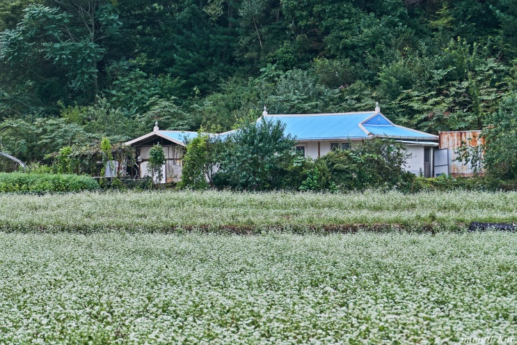 초가을 평창 랜선여행, 봉평 메밀꽃밭