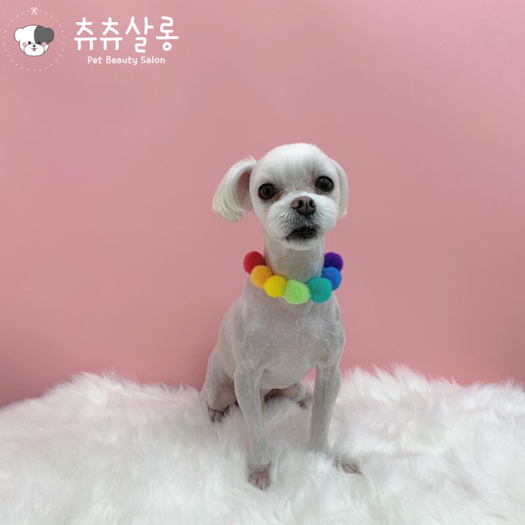  [츄츄살롱]부산북구말티즈미용/덕천말티즈미용/만덕말티즈미용/구포말티미용/화명동말티즈미용/부산북구애견미용/부산말티즈/말티/말티즈/부산애견미용잘하는곳/부산말티미용잘하는곳/알머리/말티얼컷