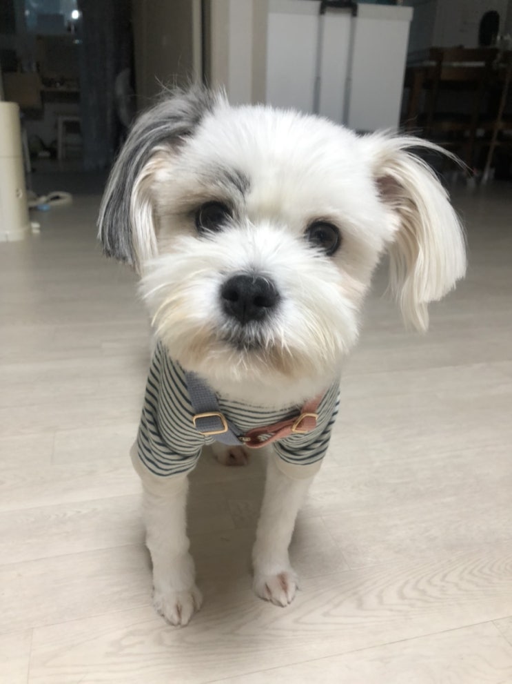  강아지 하네스 :: 바유 H형 하네스 솔직후기 