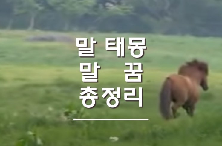  말태몽 백마꿈 백마태몽 낱낱이 파헤쳐 드립니다