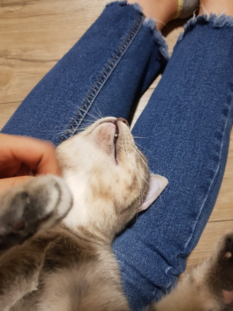  주아기록 - 고양이턱드름
