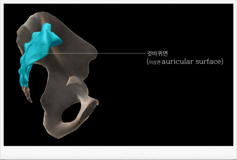 우리 몸의 주요관절 - 엉치엉덩관절(천장관절ㆍsacroiliac joint) : 네이버 블로그