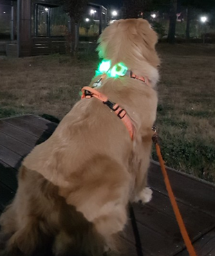 강아지 LED목줄, 라루(LaRoo)조커밴드 사용후기와 장단점