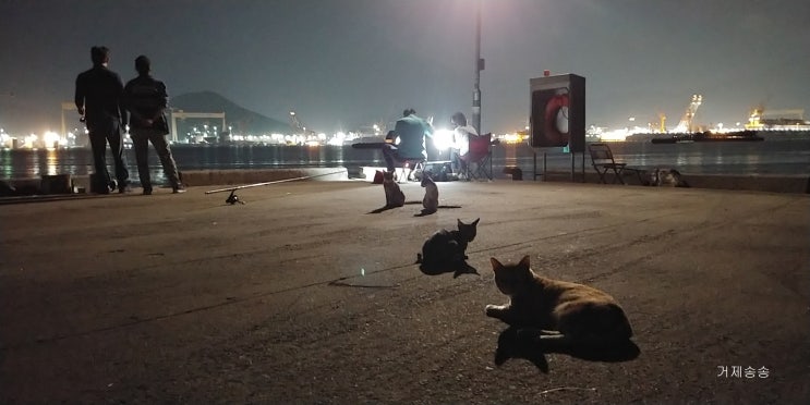  갈치낚시의 명소 팔랑포 방파제 현재상황