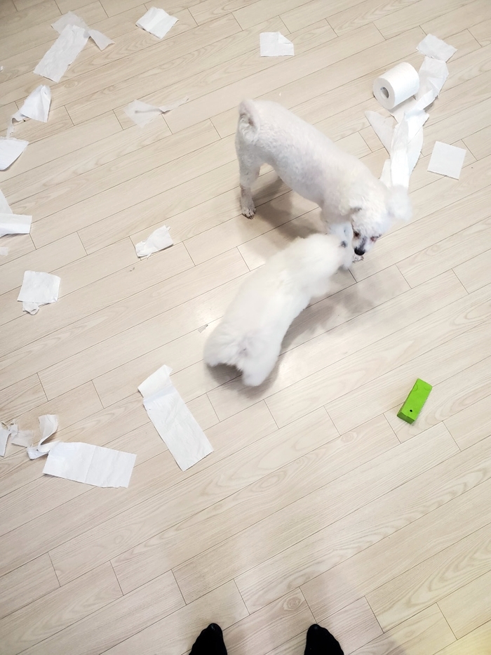  롤화장지와 함께하는 대환장파티!!